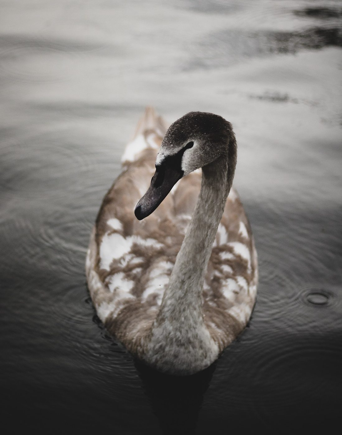 A young swan on dark, rippled water, seen from above.