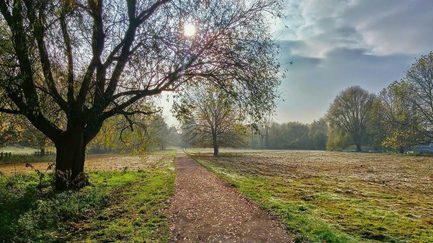 A gravel path crossing open parkland lawn beneath autumn trees in soft morning light.